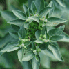ingredient icon